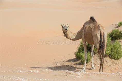 Arabian Dromedary Camel In The Desert Stock Photo Image Of Dromedary