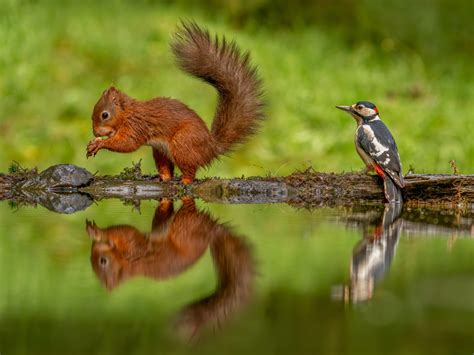 Ten iconic UK species threatened by extinction or decline - and how to