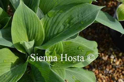 Hosta Prince Of Wales Sienna Hosta