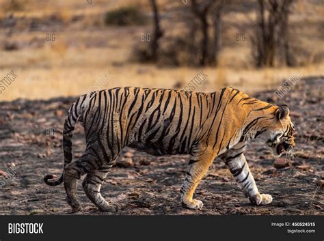 wild bengal male tiger image photo  trial bigstock