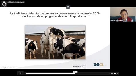 Manejo Reproductivo En La Vaca Lechera Zea Dairy Consulting