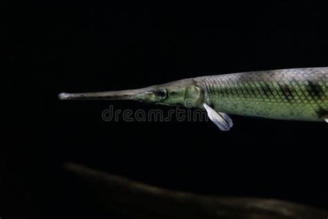 Longnose Gar Fish Gets A Close Up In An Aquarium Stock Photo Image Of