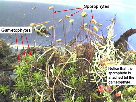 Reading Seedless Plants Biology Ii Laboratory Manual