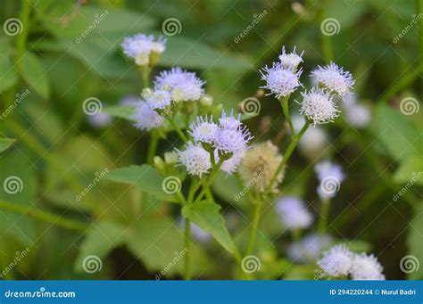 Bandotan Wild Plant With The Scientific Name Ageratum Conyzoides A