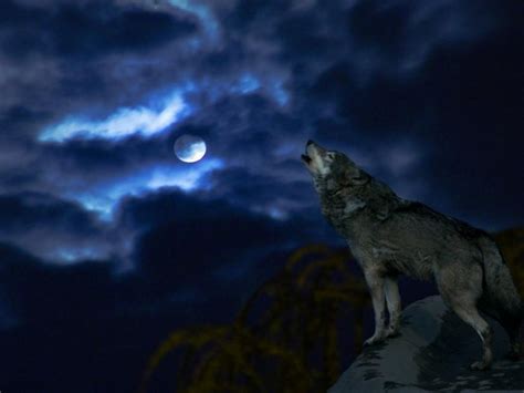 Wolf Full Moon Wallpaper / 70 moon wolf wallpapers images in full hd ...