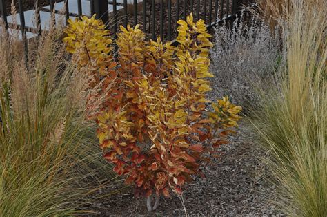 Winecraft Gold Smoketree