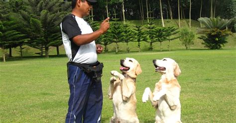 Aprende A Comunicarte Con Tu Mejor Amigo Bienvenidos A Hablando Con Tu