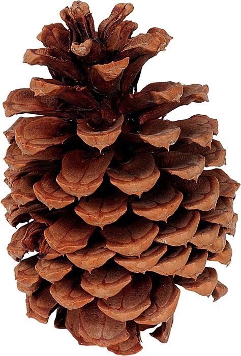 differences  spruce pine