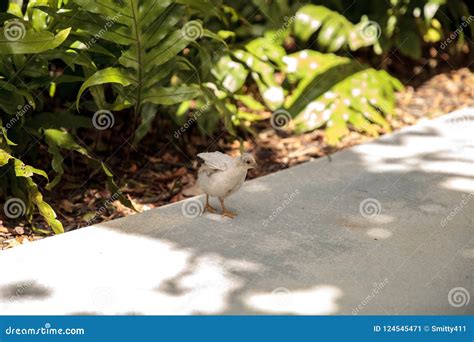 Baby Chinese Painted Quail Coturnix Chinensis Chicks Stock Image