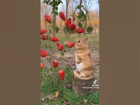 🥺Зайка и Клубничка🥰 #tiktok - YouTube