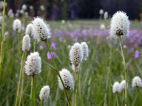 Горец змеиный | это... Что такое Горец змеиный?
