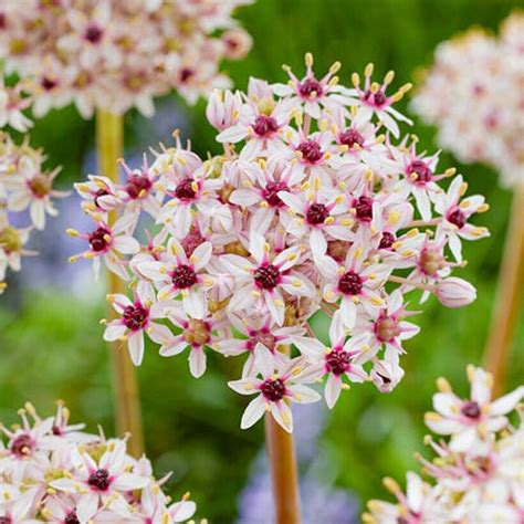 Allium Silverspring For Sale Online In Eu Directly From Holland