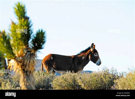 Donkey Equus Asinus Asinus Spring Mountains Nevada Usa Stock Photo