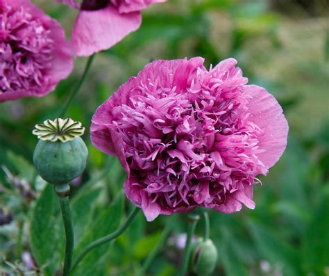 poppy flower pink  stock photo public domain pictures