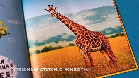 Необыкновенные приключения Пеьт в Африке - YouTube