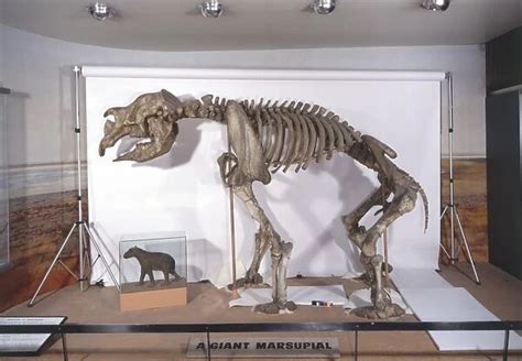 Fossilised skeleton of Diprotodon, close-up Our beautiful Wall Art and ...