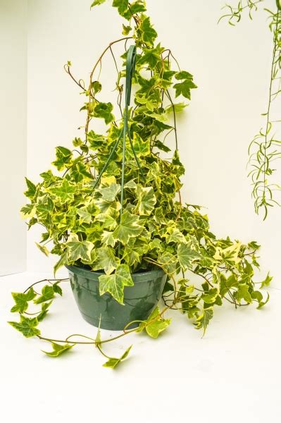 Growing The Golden Ingot Ivy Hedera Helix Perennial Evergreen Vine