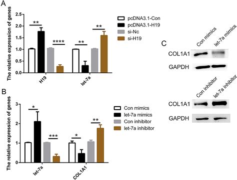 Tanshinone Iia Inhibits Liver Fibrosis By Regulating Col A Expression