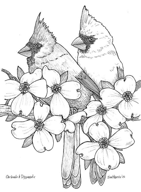 Dogwood Line Drawing At Getdrawings Free Download