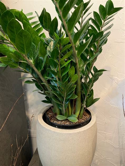 10” ZZ Plant - Flowers Talk Tivoli