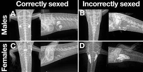 Sex Identification In Juvenile And Adult Indonesian Blue Tongued Skinks