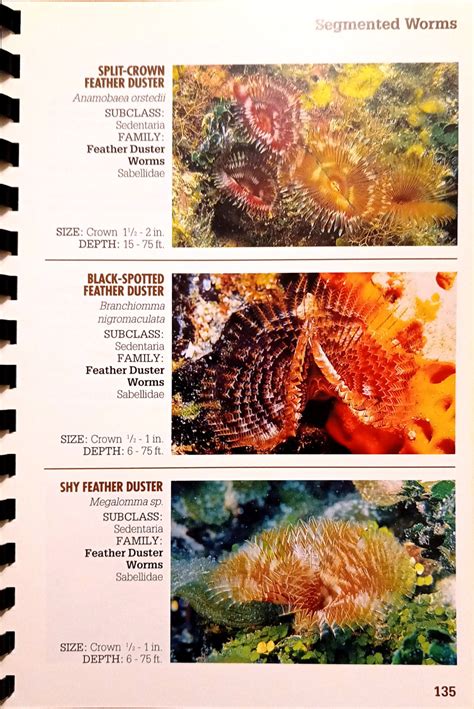 Paul Humann Reef Creature Identification Florida Caribbean Bahamas