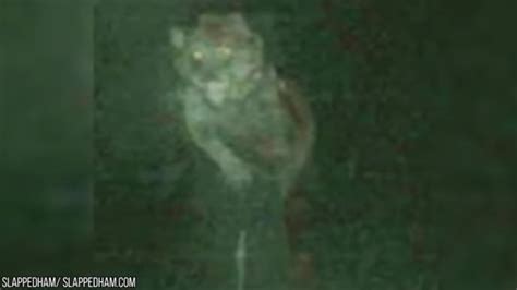 10 Terrifying Werewolves Caught On Camera Youtube