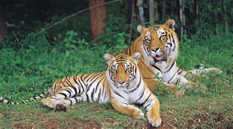 Bannerghatta National Park | Tiger Lion Safari | Bangalore