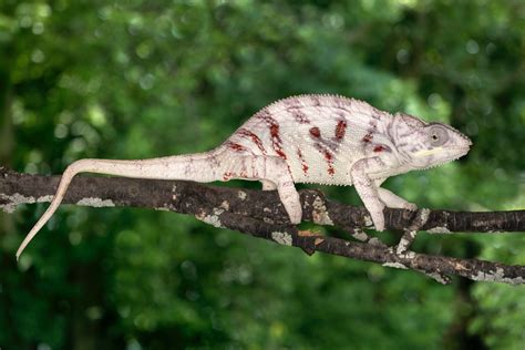 White Panther Chameleon Jim Zuckerman Photography And Photo Tours