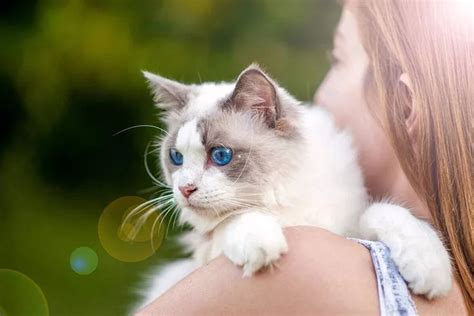 Ласковые Породы Кошек для Семей с Детьми | Домашние питомцы in 2024 | Pets