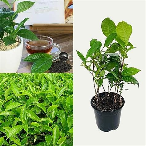 Camellia Sinensis Tea Plant In A 11cm Pot Indoor House Plant Grow