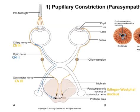 Light Reflexs and Eye Movement Flashcards | Quizlet