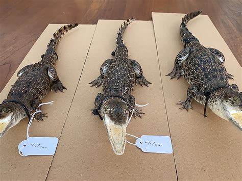 Taxidermied Australian Crocodiles - Order Online - Worldwide Shipping