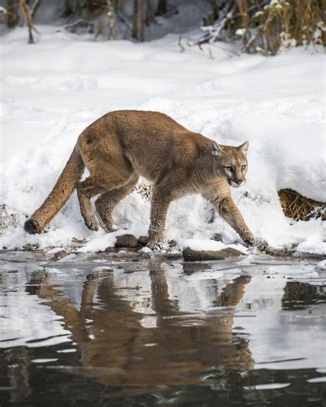 Mountain Lion At The Pond Stock Image Image Of Feline 112843105