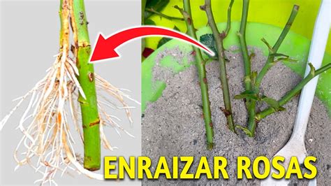 C Mo Cultivar Rosas A Partir De Esquejes Como Enraizar Rosas Con Uso