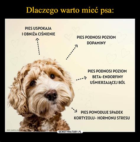 Dlaczego warto mieć psa Demotywatory pl