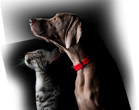 PRO PLAN® — Клуб ветеринарных врачей | Purina Pro Plan