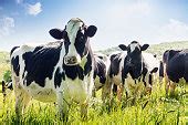kostenlose bild vieh vieh gras landwirtschaft ranch kuh feld