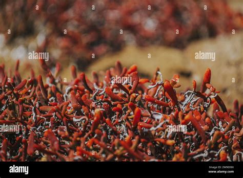 Close Up View Of Vibrant Red Succulents On Punta Pitt San Cristobal