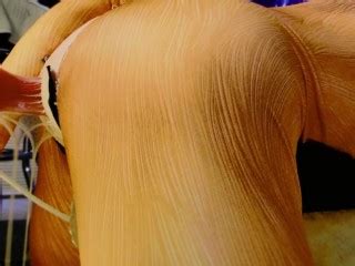 動物のように私をファックして私をロアにします そしていたるところに射精します Pornhub Gay