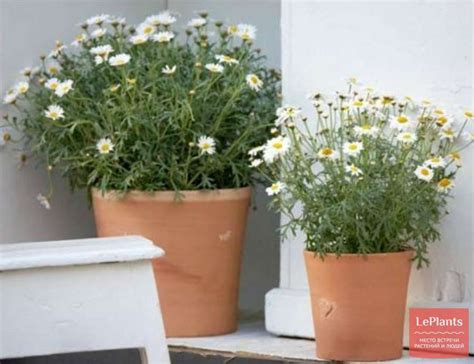 Ромашка (Matricaria) — описание, выращивание, фото | на LePlants.ru