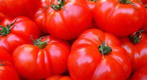 Mettre les tomates au frigo n altère pas leur saveur Science et vie