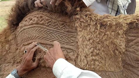 How To Make Beautiful Designs On Camel 2020 Camel Hair Cutting Art