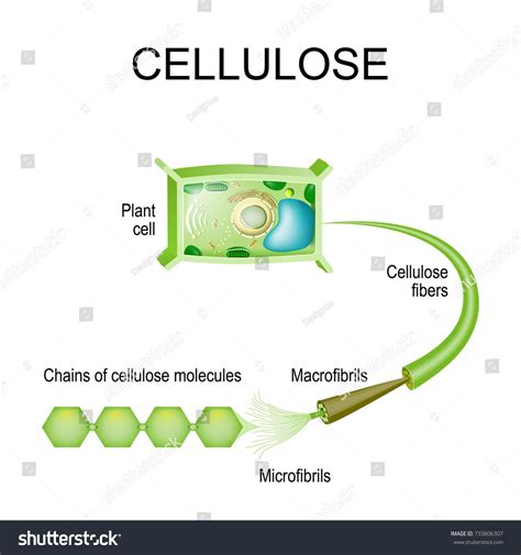 Cellulose in the plant cell. Structure of a Cellulose fibers ...