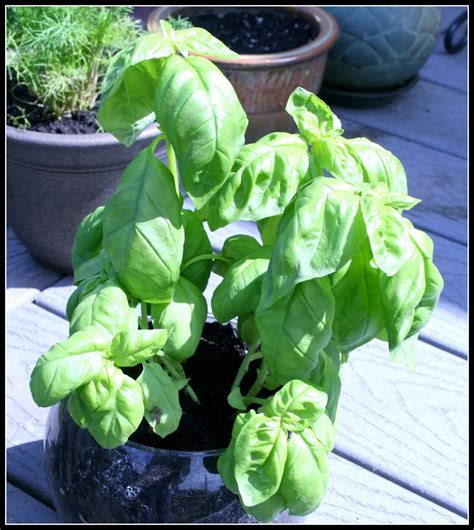 Can Basil Grow In Full Sun at Evelyn Mcelroy blog