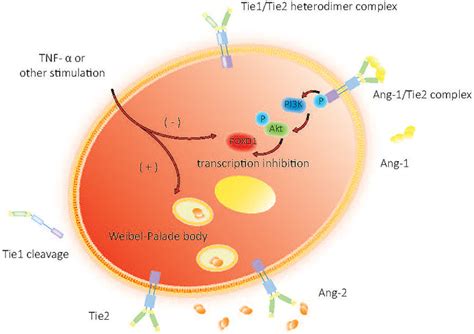 role  angiopoietintie system  sepsis  potential therapeutic