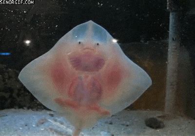 Manta Ray GIFs - Find & Share on GIPHY