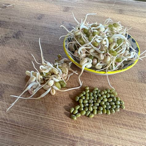 Mung Bean Sprouting Seed Organic Pinetree Garden Seeds