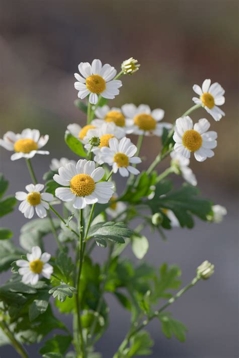 Grande Camomille Tanacetum Parthenium Jacques Rivi Re Flickr