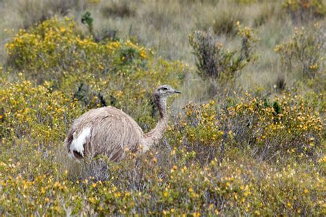 Birds Of Patagonia Raingod